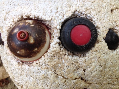 Detail of Great Wolf Spider eyes, June 2014