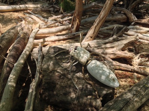 Great Wolf Spider waiting in ambush, Falls of the Ohio, June 2014