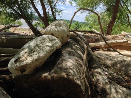 The Great Wolf Spider seen from behind, June 2014