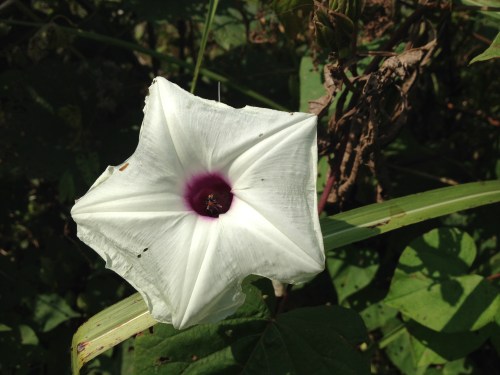 Wild Potato Vine bloom, Falls of the Ohio, Aug. 2014