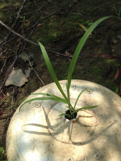 Grass growing from small hole in a plastic, toy wheel, Falls of the Ohio, Aug. 2014