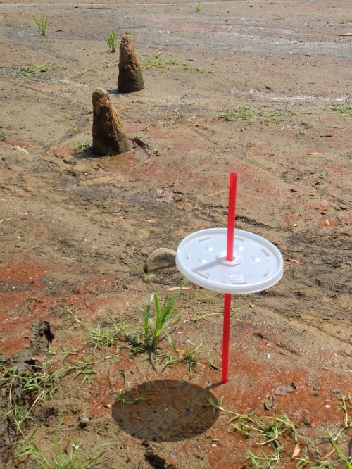 Upright red straw and cup lid with willow stumps, Falls of the Ohio, Aug. 2014
