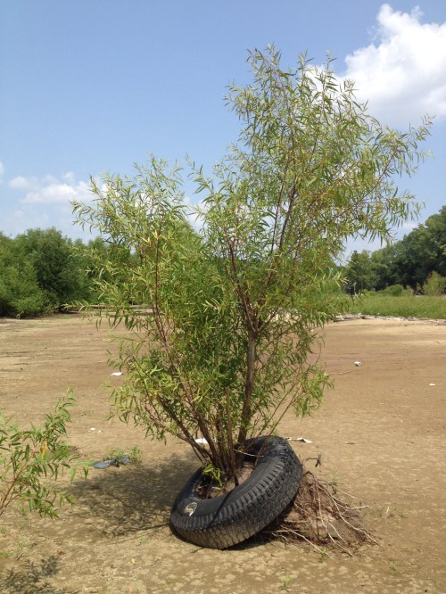 Willow tree growing out of a tire, Falls of the Ohio, Aug. 2014