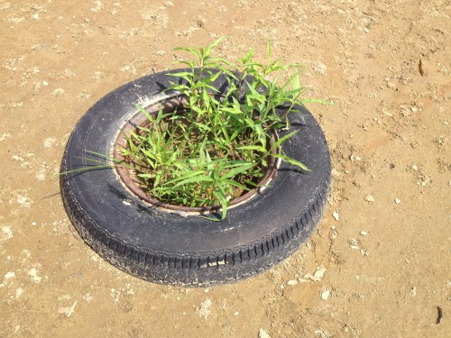 Tire garden, Falls of the Ohio, Aug. 2014