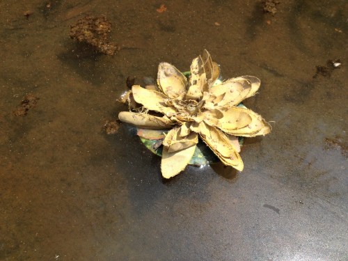 Yellow-flowering Mud Nymphea, Falls of the Ohio, Aug. 2014