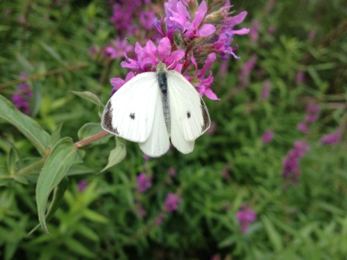 Cabbage white butterfly on loosestrife, Aug. 2014