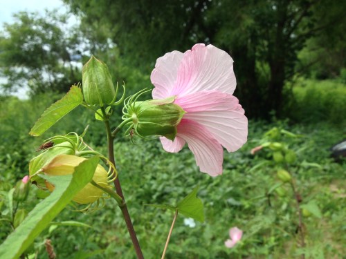 Rose Mallow, side view, Falls of the Ohio, Aug. 2014
