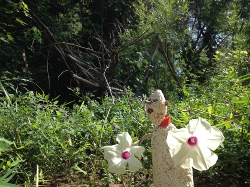 Micro Polo with plucked morning glories, Aug. 2014