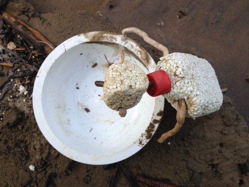 Micro Polo and large white bowl, Aug. 2014