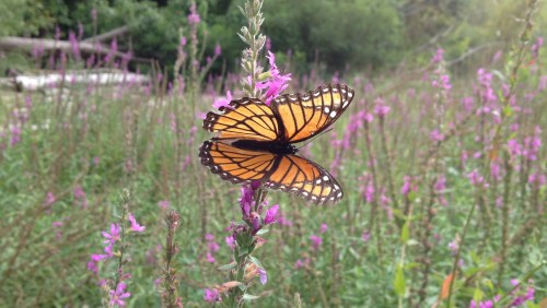Viceroy butterfly on loosestrife flowers, Falls of the Ohio, Aug. 2014