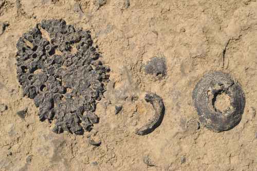 Fossils from the Falls of the Ohio State Park, Sept. 2014