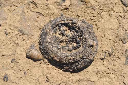 Fossils from the Falls of the Ohio State Park, Sept. 2014