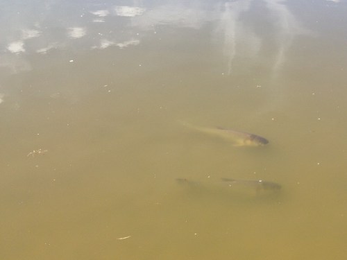 A pair of Grass Carp, Falls of the Ohio, Oct. 2014