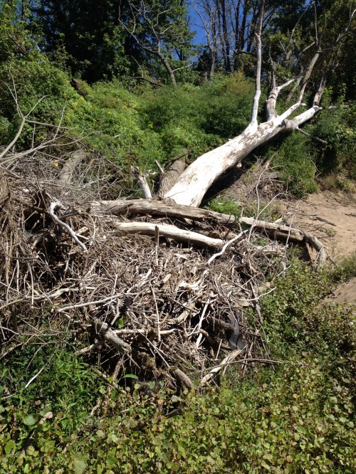 Bleaching Goose Island Cottonwood tree, Falls of the Ohio, Oct. 2014