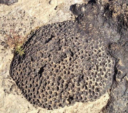 Exposed fossil coral, Falls of the Ohio, Oct. 2014