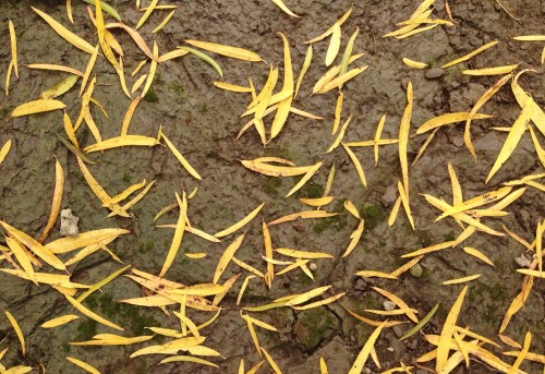 fallen willow leave on mud, Falls of the Ohio, Oct. 2014