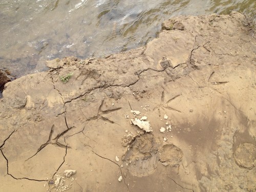 Great Blue Heron tracks in the mud, Falls of the Ohio, Oct. 2014