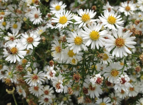 tiny composite flowers with bee, Falls of the Ohio, Oct. 2014