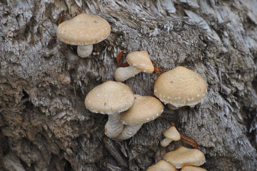 mushrooms growing on driftwood, Falls of the Ohio, Nov. 2014