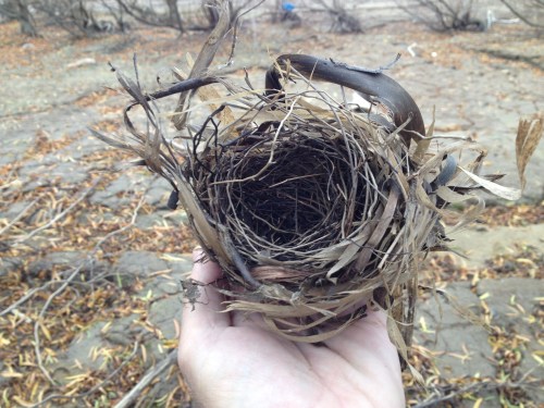 Found bird nest, Falls of the Ohio, Nov. 2014