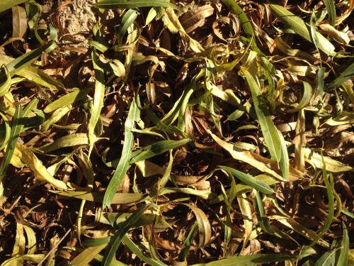 fallen black willow leaves, Falls of the Ohio, Nov. 2014