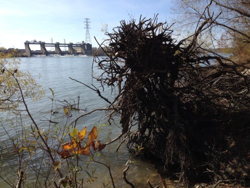 Falls of the Ohio, Tainter Gates in the background, Nov. 2014