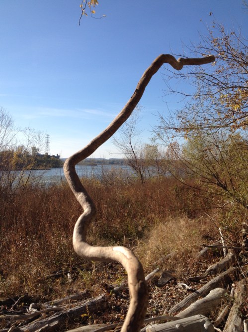 meandering length of driftwood, Nov. 2014