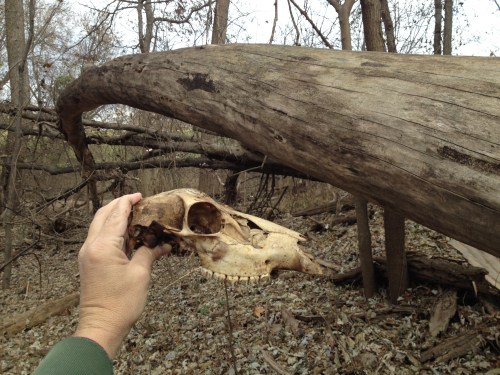 found deer skull, Falls of the Ohio, Dec. 2014