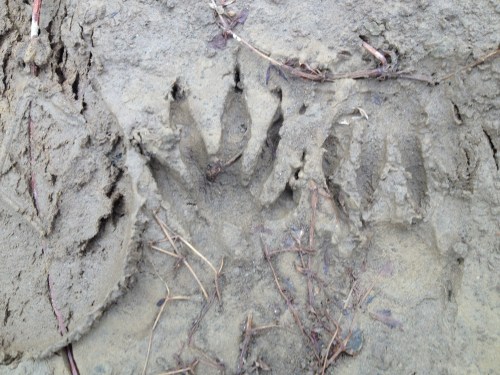 beaver tracks, Falls of the Ohio, Dec. 2014