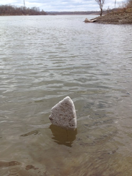 white dorsal fin in the Ohio River, Falls of the Ohio, Dec. 2014