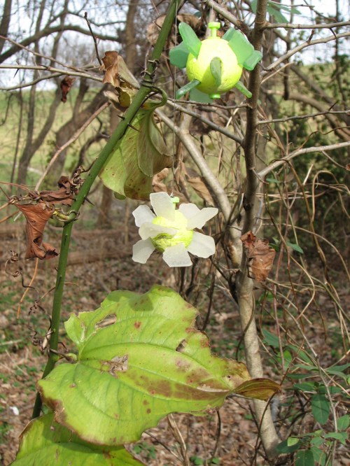 Ice Blossom ornaments and briar vines