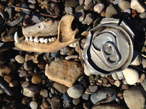 jaw bone and aluminum can top, Falls of the Ohio, Jan. 2015