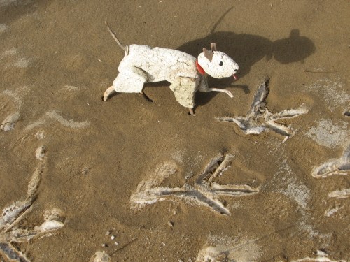 Tiny dog with tracks