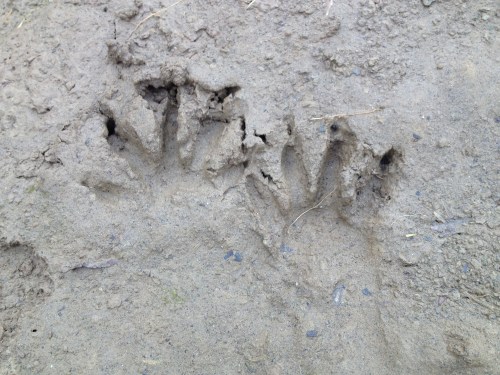 beaver tracks in the mud