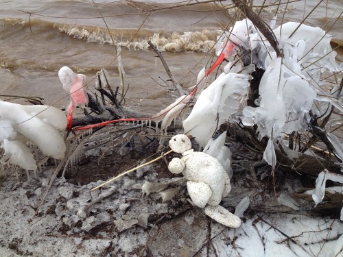 Polar Beaver at the Falls of the Ohio, Feb. 2015