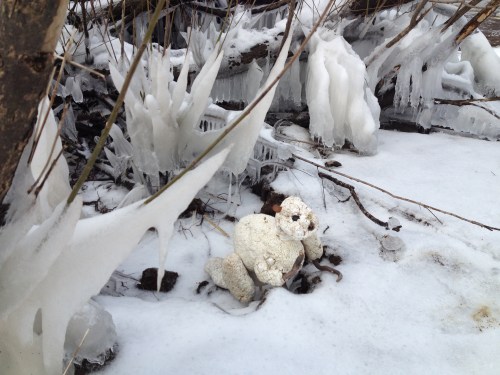 Polar Beaver, Falls of the Ohio, Feb. 2015
