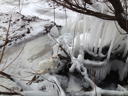 The Polar Beaver, Falls of the Ohio, Feb. 2015