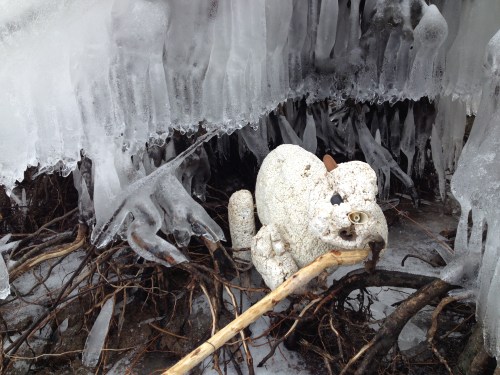 Polar Beaver feeding on willow branch, Feb. 2015