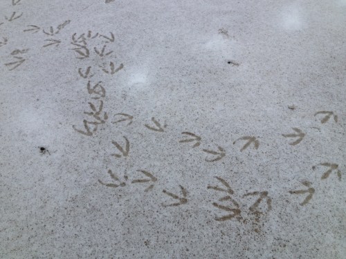 geese tracks in the snow, Feb. 2015