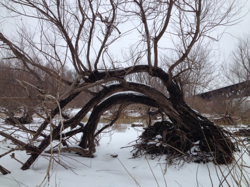 Old willow tree in winter, Falls of the Ohio, Feb. 2015