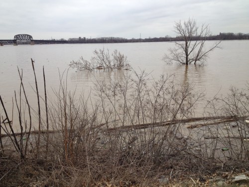 Flooded trees at the Falls of the Ohio State Park, March 9, 2015
