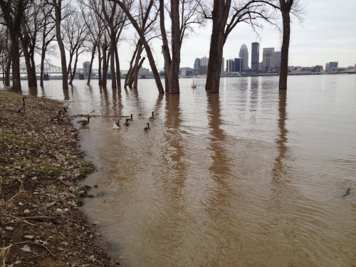 Skyline of Louisville as seen from the flooded Falls of the Ohio, March 9, 2015