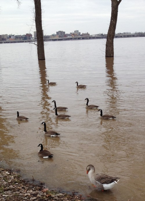 Flock of geese at the Falls of the Ohio, March 9, 2015