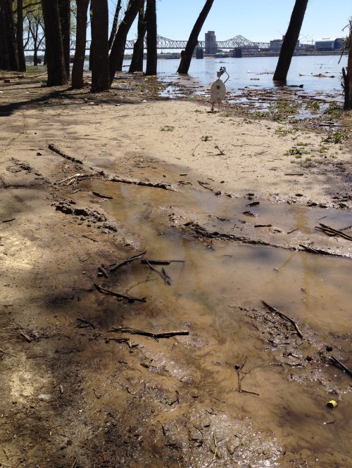 At the water's edge, the Shoe Shaman, Falls of the Ohio, April 2015