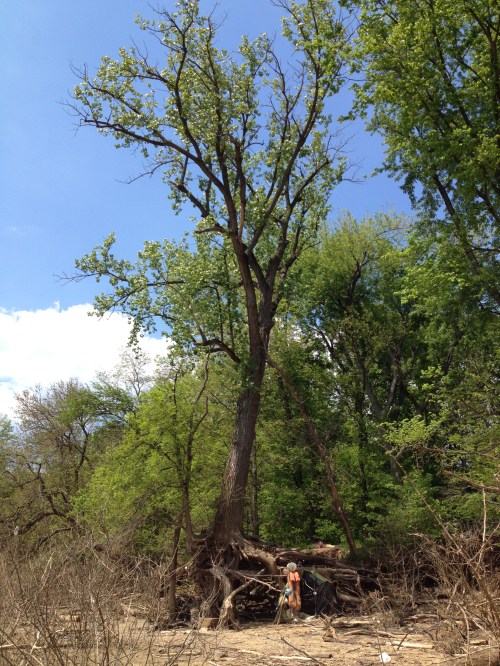 Large cottonwood tree, Falls of the Ohio, May 2015