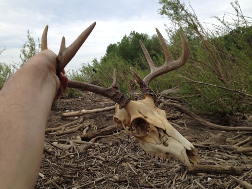 White-tail deer skull, Falls of the Ohio, May 2015