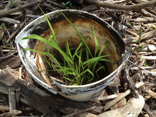 Life in a Bucket II, Falls of the Ohio, June 2015