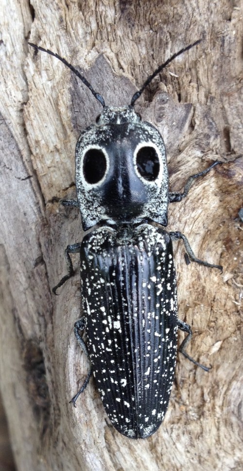 Eastern Eyed Click Beetle, Falls of the Ohio, June 2015
