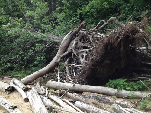 downed tree with log resting against it, Falls of the Ohio, June 2015