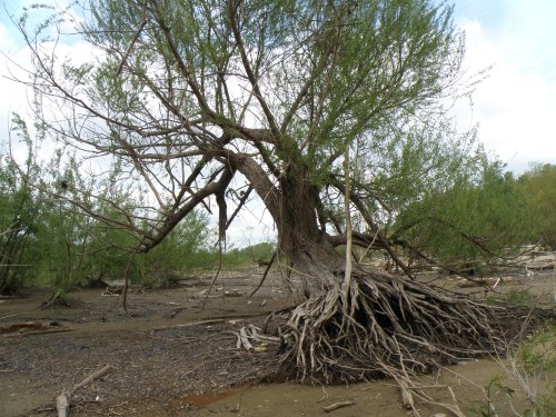 Willow tree at the Falls, 2012